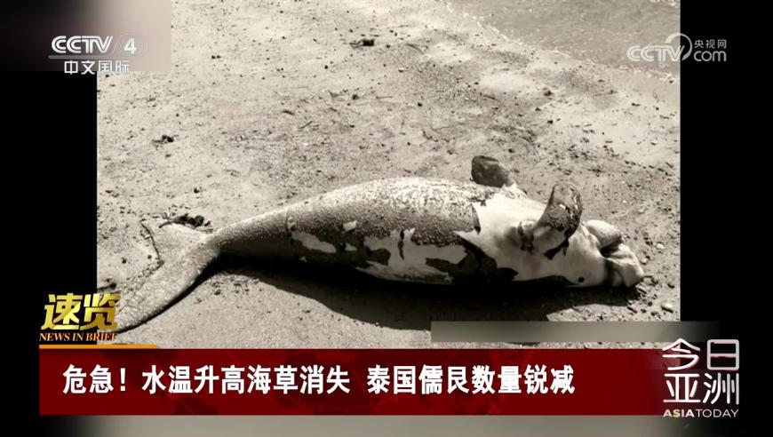 黄大仙三期必出一期吗,樊振东十年铁血一单,创造力策略实施推广_影像版V13.26